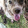 animal, brown_fur, close_up, dog, ears, eyes, forest, ground, happy, leaf_litter, log, moss, nature, outdoor, pet, playful, snout, tongue, wet_fur, wood