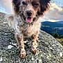 Cannelle a rejoint le concours — aidez-le/la à gagner de superbes lots ! animal, closeup, clouds, daylight, dog, ears, fur, happy, landscape, moss, mountain, nature, outdoor, pet, rock, scenic, sky, speckled, standing, tongue