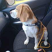 Serus participe au concours pour gagner de l'argent avec cette photo : dog, beagle, car_interior, dog_harness, leash, passenger_seat, window, side_mirror, gear_shift, seatbelt_buckle, yellow_car, brick_wall, pet, canine, looking_out_window, sitting, vehicle, leash_clipped, dog_fur, car_door