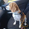 dog, beagle, car_interior, dog_harness, leash, passenger_seat, window, side_mirror, gear_shift, seatbelt_buckle, yellow_car, brick_wall, pet, canine, looking_out_window, sitting, vehicle, leash_clipped, dog_fur, car_door