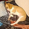 dog, beagle, sleeping, blanket, pillow, indoor, floor, radiator, cozy, resting, paw, fur, brown, white, animal, pet, cute, relaxed, home, comfort