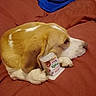 Serus participe au concours pour gagner de l'argent avec cette photo : dog, beagle, couch, red_couch, blanket, blue_blanket, yogurt_container, paw, pet, indoor, resting, animal, fur, brown_and_white, snack, relaxed, domestic, companion, cute, side_view