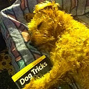 Ruby joined the competition — help win amazing prizes! dog, golden_dog, curly_fur, shaggy_fur, yellow_fur, book, dog_tricks, reading, indoor, cozy, pet, animal, close_up, funny, curious, learning, home, chair, patterned_fabric, warm_lighting