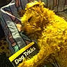 dog, golden_dog, curly_fur, shaggy_fur, yellow_fur, book, dog_tricks, reading, indoor, cozy, pet, animal, close_up, funny, curious, learning, home, chair, patterned_fabric, warm_lighting