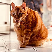 Queen participe au concours pour gagner de l'argent avec cette photo : animal, blurred_background, cat, charming, closeup, collar, cute, domestic_cat, feline, floor, fur, household, indoor, licking, orange_tabby, pet, playful, sitting, tile_floor, whiskers