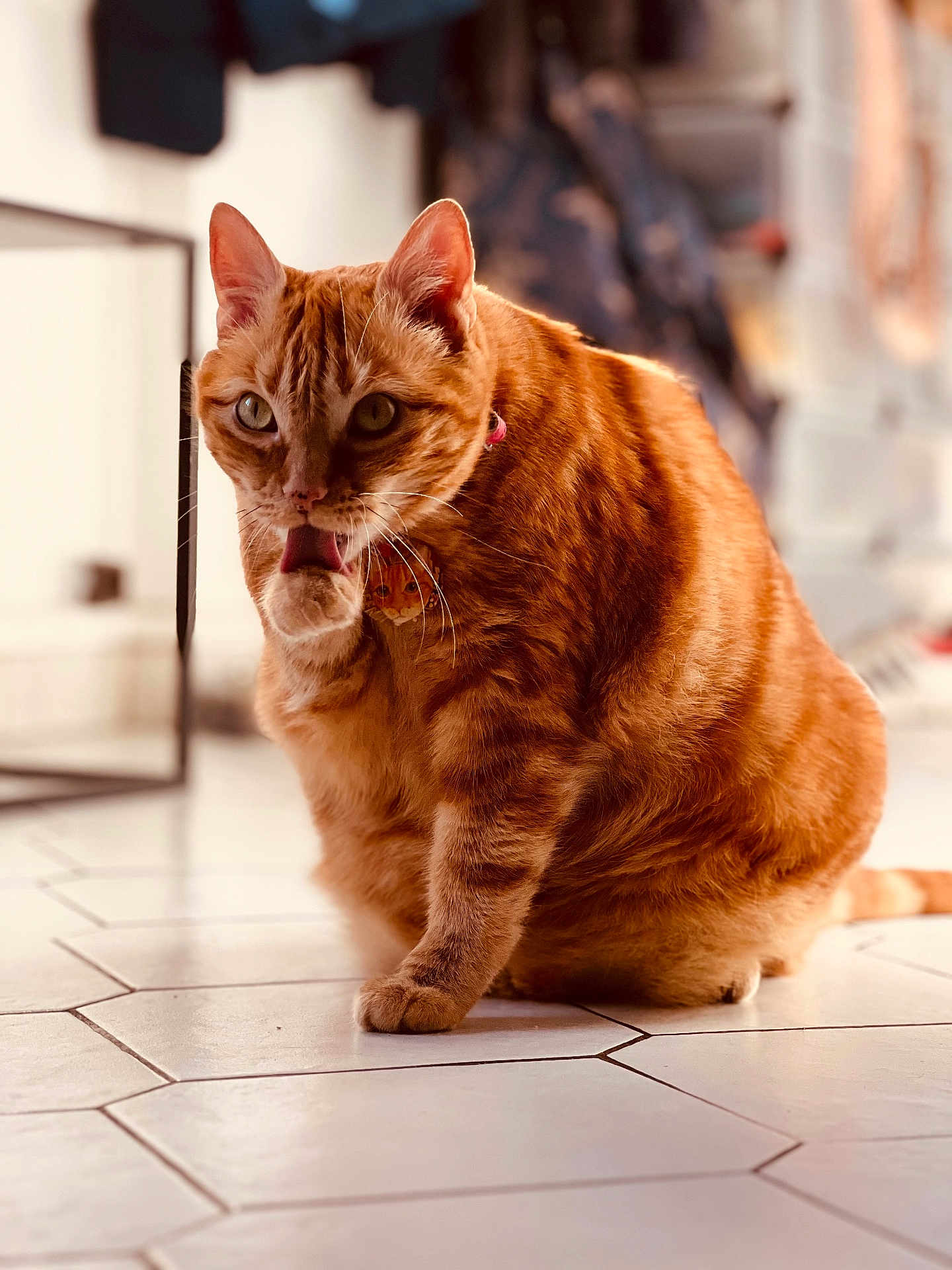 Queen participe au concours pour gagner de l'argent avec cette photo : animal, blurred_background, cat, charming, closeup, collar, cute, domestic_cat, feline, floor, fur, household, indoor, licking, orange_tabby, pet, playful, sitting, tile_floor, whiskers