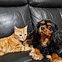 cat, dog, orange_tabby, black_dog, leather_couch, indoor, pet, animal, feline, canine, resting, companion, cute, fur, whiskers, ears, paws, domestic, friendship, curious