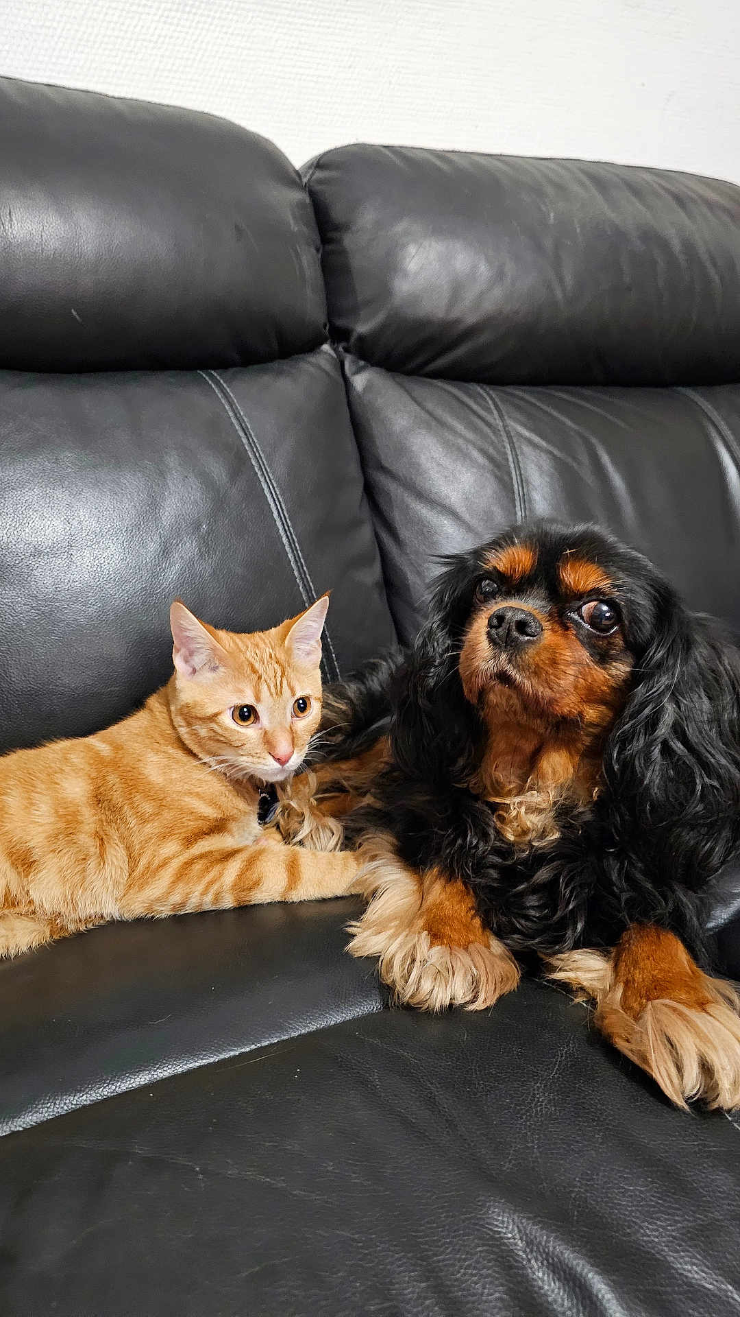Lilou participe au concours pour gagner de l'argent avec cette photo : cat, dog, orange_tabby, black_dog, leather_couch, indoor, pet, animal, feline, canine, resting, companion, cute, fur, whiskers, ears, paws, domestic, friendship, curious