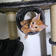 Caramel a rejoint le concours — aidez-le/la à gagner de superbes lots ! kitten, cat, cat_tree, orange_cat, pet, animal, toy, playful, indoor, furniture, fur, cute, curious, young_cat, scratching_post, cozy, cylindrical_tunnel, paws, whiskers, ears