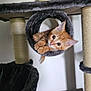 animal, cat, cat_tree, cozy, curious, cute, cylindrical_tunnel, ears, fur, furniture, indoor, kitten, orange_cat, paws, pet, playful, scratching_post, toy, whiskers, young_cat