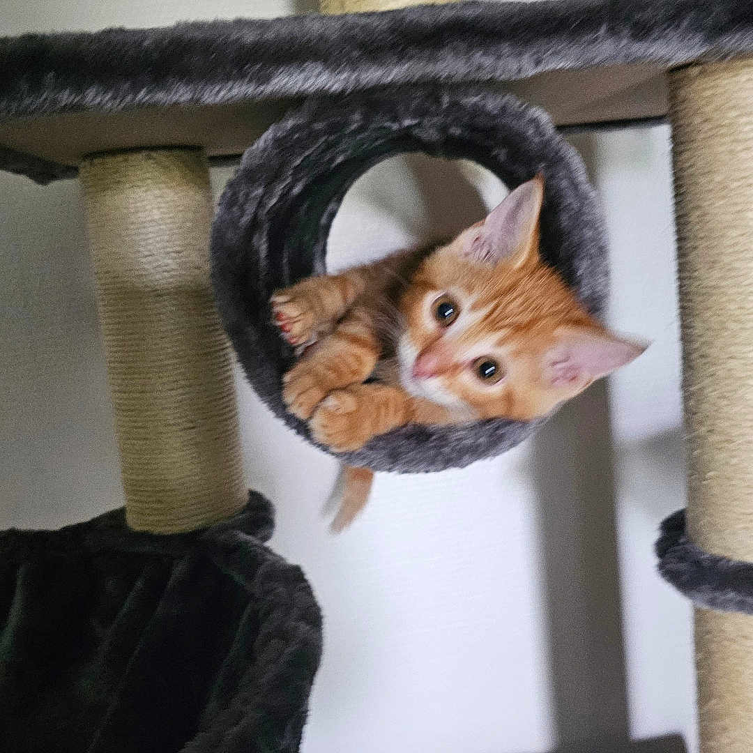 Caramel a rejoint le concours — aidez-le/la à gagner de superbes lots ! animal, cat, cat_tree, cozy, curious, cute, cylindrical_tunnel, ears, fur, furniture, indoor, kitten, orange_cat, paws, pet, playful, scratching_post, toy, whiskers, young_cat