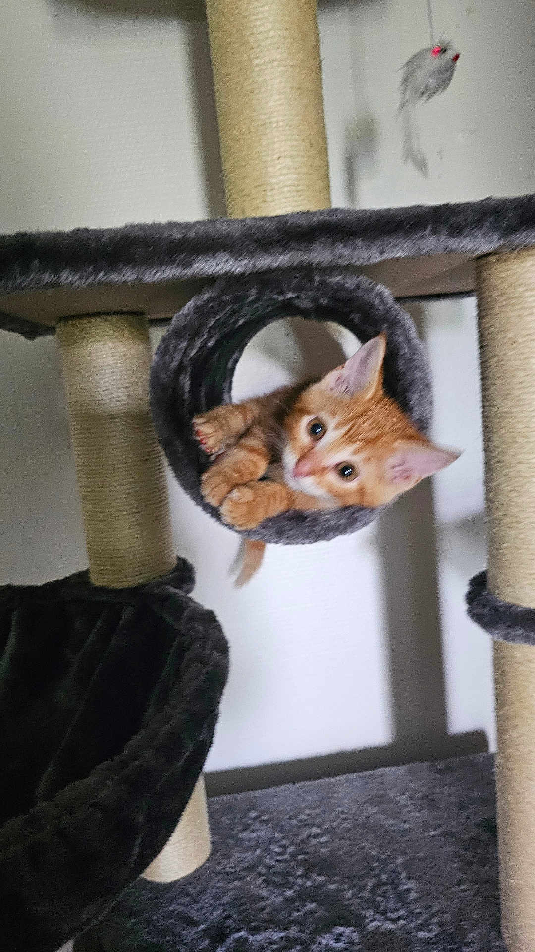 Caramel a rejoint le concours — aidez-le/la à gagner de superbes lots ! kitten, cat, cat_tree, orange_cat, pet, animal, toy, playful, indoor, furniture, fur, cute, curious, young_cat, scratching_post, cozy, cylindrical_tunnel, paws, whiskers, ears