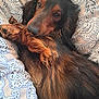 bedding, black, blanket, brown, close_up, cozy, cuddle, dachshund, dog, eyes, fur, indoor, long_hair, nose, pattern, paws, pet, portrait, relaxed, snout