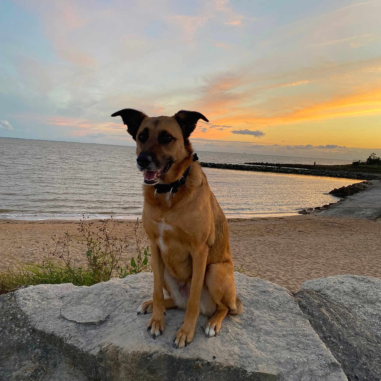 Xéna participe au concours pour gagner de l'argent avec cette photo : animal, beach, calm, canine, clouds, collar, dog, landscape, nature, outdoor, pet, relaxation, rock, sand, scenic, sea, sky, sunlight, sunset, water