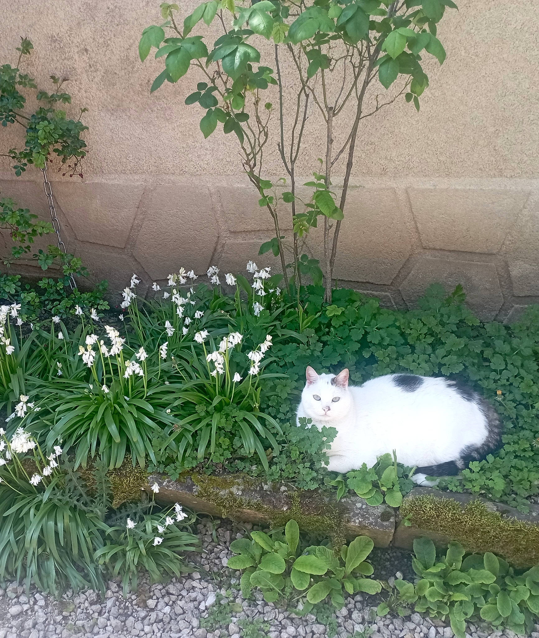 Mimine participe au concours pour gagner de l'argent avec cette photo : botany, carnivore, cat, felidae, flooring, flower, flowering_plant, garden, grass, groundcover, herbaceous_plant, landscape, petal, plant, shrub, small_to_medium_sized_cats, tail, terrestrial_plant, whiskers, wood