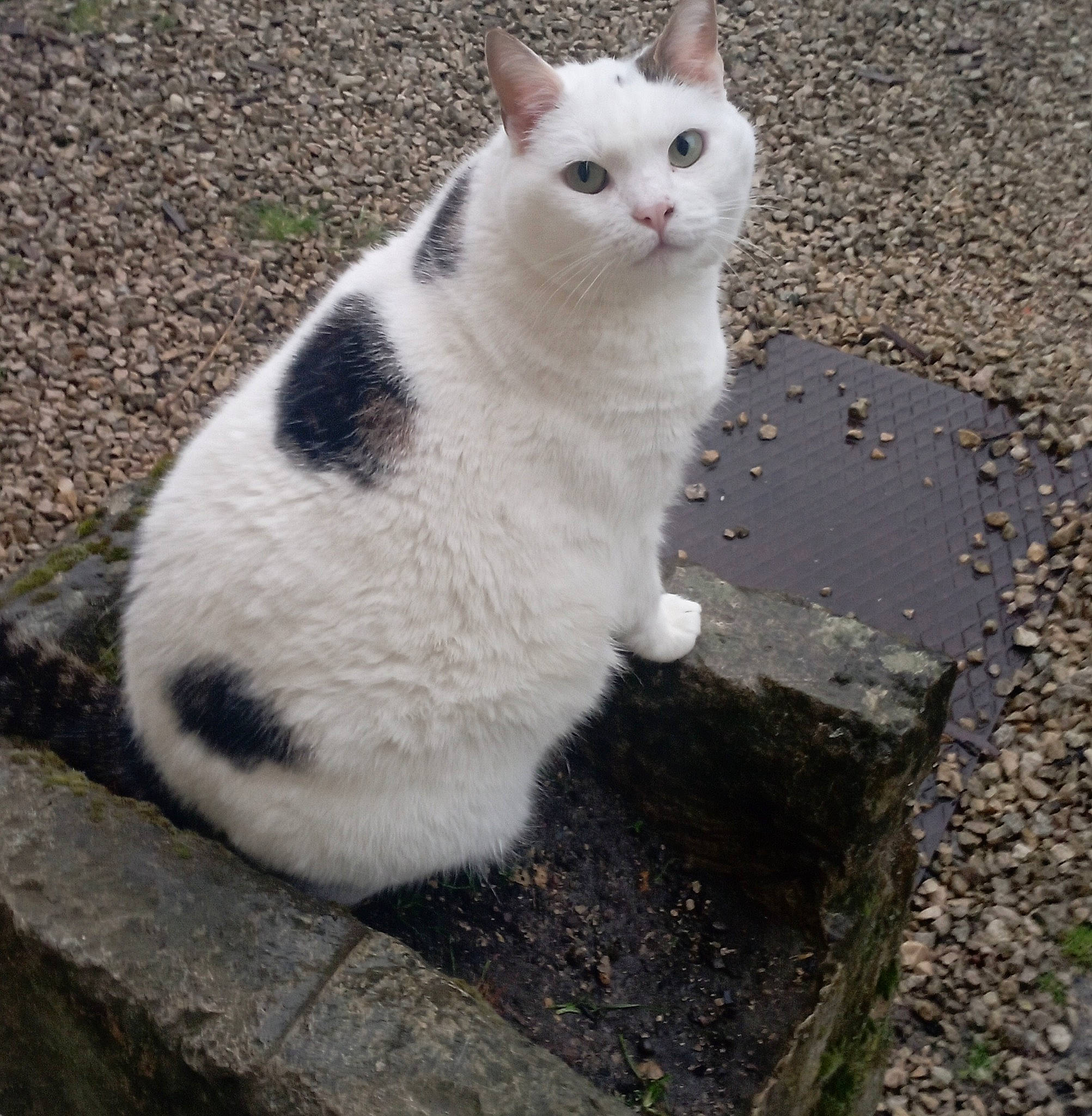Mimine participe au concours pour gagner de l'argent avec cette photo : art, asphalt, carnivore, cat, domestic_short_haired_cat, eye, felidae, fur, grass, paw, road_surface, sidewalk, sitting, small_to_medium_sized_cats, snout, tail, terrestrial_animal, tree, whiskers