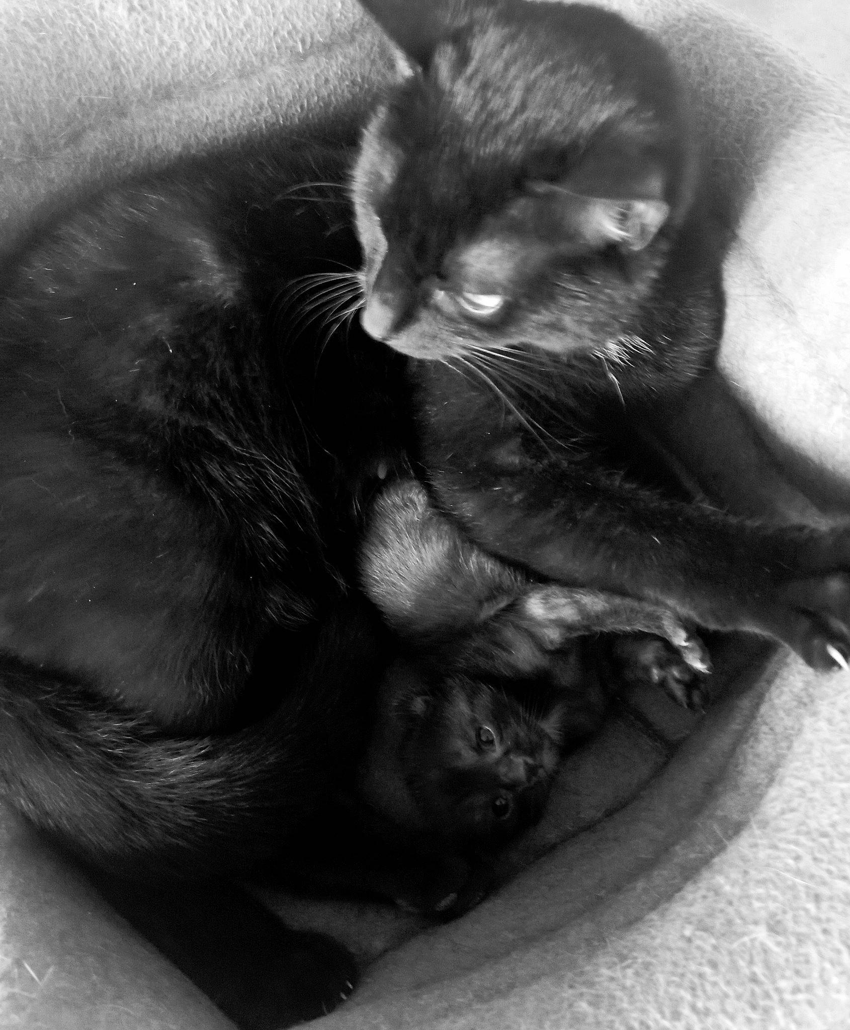 Chanel participe au concours pour gagner de l'argent avec cette photo : black_and_white, black_cat, carnivore, cat, comfort, domestic_short_haired_cat, ear, felidae, fur, grey, mammal, monochrome, monochrome_photography, paw, small_to_medium_sized_cats, snout, style, tail, vertebrate, whiskers