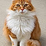 cat, ginger_cat, white_fur, fluffy, sitting, outdoor, animal, pet, feline, tail, ears, whiskers, pavement, closeup, portrait, cute, calm, majestic, fur, looking