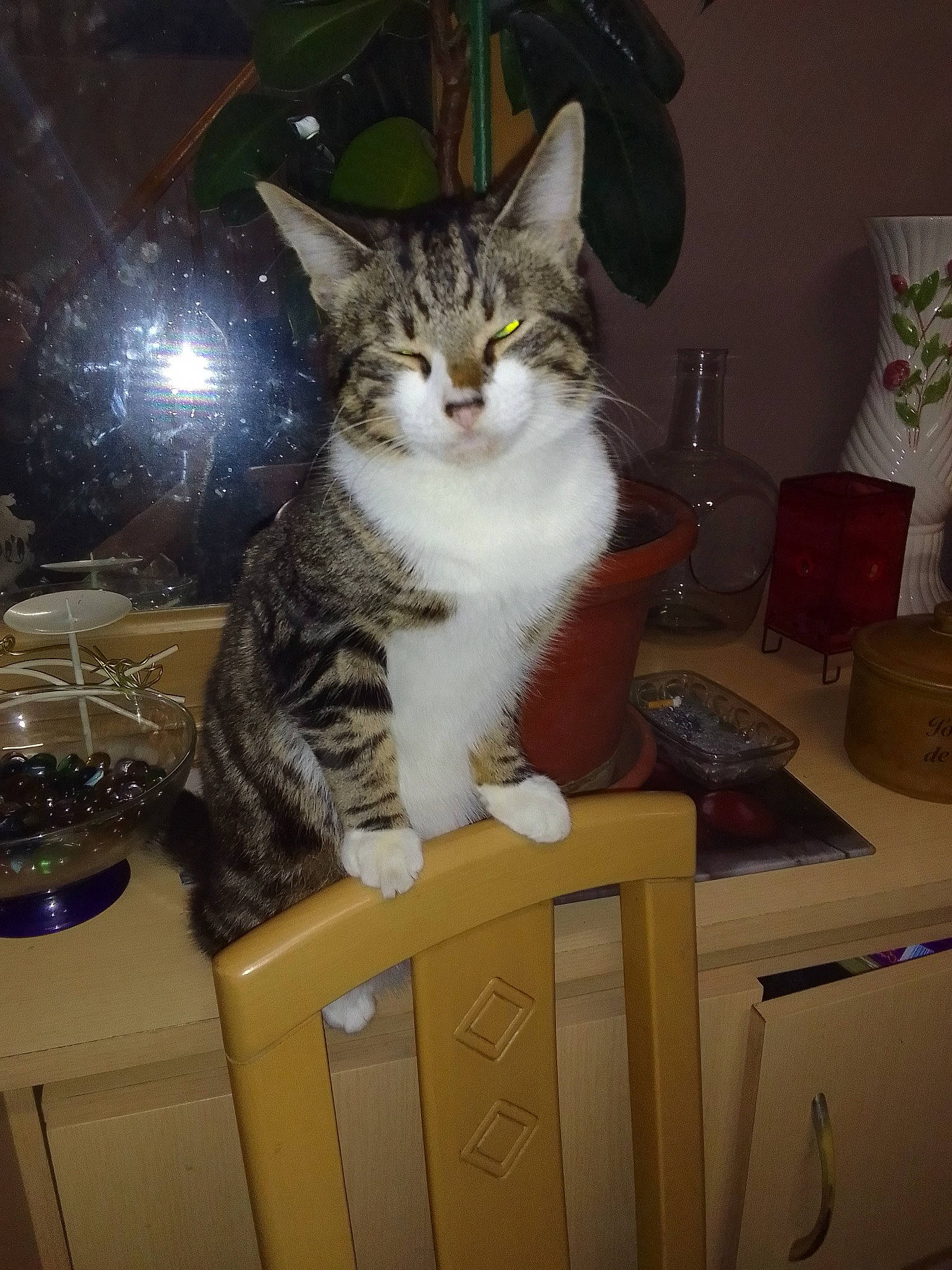 Mioullou participe au concours pour gagner de l'argent avec cette photo : box, cabinetry, cardboard, carnivore, cat, comfort, domestic_short_haired_cat, drawer, felidae, fur, hardwood, houseplant, lap, paw, plant, sitting, small_to_medium_sized_cats, tail, whiskers, wood