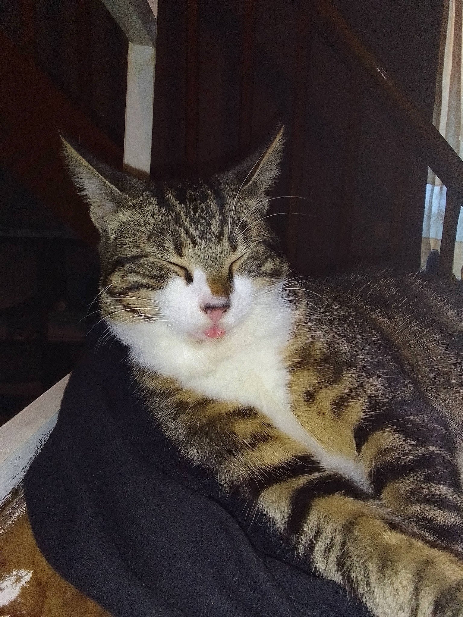 Mioullou a rejoint le concours — aidez-le/la à gagner de superbes lots ! carnivore, cat, claw, comfort, curtain, domestic_short_haired_cat, felidae, fur, paw, sitting, small_to_medium_sized_cats, snout, tail, terrestrial_animal, whiskers