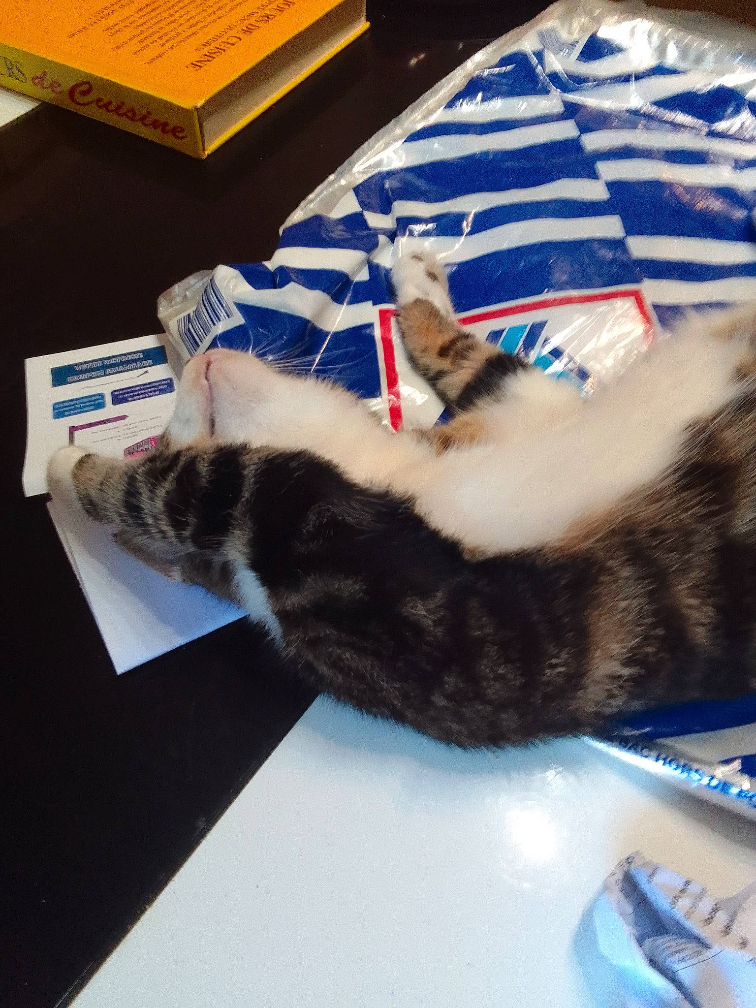 Mioullou a rejoint le concours — aidez-le/la à gagner de superbes lots ! blue, carnivore, cat, comfort, electric_blue, felidae, fur, mammal, room, small_to_medium_sized_cats, vertebrate, whiskers