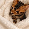 Rio participe au concours pour gagner de l'argent avec cette photo : bengal_cat, kitten, cat, animal, pet, striped_fur, tabby, blue_eyes, pointed_ears, whiskers, blanket, cozy, cuddly, indoors, close_up, portrait, soft_texture, white_blanket, resting, cute