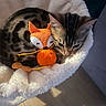 cat, kittens, two_cats, tabby, pet, animal, fluffy_bed, cat_bed, toy, fox_toy, orange_toy, sleeping, resting, cozy, indoors, sunlight, floor, whiskers, ears, cute