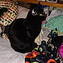 Scooter is registered to the contest to win money with this photo: bed, black_cat, blanket, cat, clutter, collectibles, colorful, domestic_animal, fabric, feline, figurines, household_items, indoor, pet, resting, room, seated, shelf, soft_toy, yellow_eyes