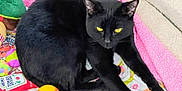 Scooter joined the competition — help win amazing prizes! animal, baseball, black_cat, blanket, cat, colorful, cozy, cute, fur, indoor, ketchup_bottle_toy, pet, pink_blanket, playful, relaxed, resting, stretching, toy, whiskers, yellow_eyes