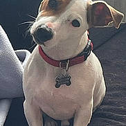 Sony participe au concours pour gagner de l'argent avec cette photo : dog, pet, puppy, collar, indoor, curious, white, brown, ears, animal, canine, sitting, looking, head_tilt, cute, furry, companion, domestic, friendly, young