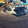 cat, tabby_cat, sleeping, cushion, brown, white_paws, indoor, furniture, chair, wooden_chair, stuffed_toys, blanket, relaxing, pet, fur, domestic_cat, cozy, resting, home, nap