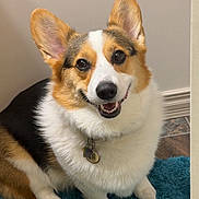 Lasyk joined the competition — help win amazing prizes! dog, corgi, pet, smiling, indoor, fur, ears, collar, tag, blue_rug, floor, wall, happy, animal, cute, sitting, portrait, canine, friendly, domestic