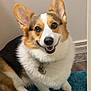 dog, corgi, pet, smiling, indoor, fur, ears, collar, tag, blue_rug, floor, wall, happy, animal, cute, sitting, portrait, canine, friendly, domestic