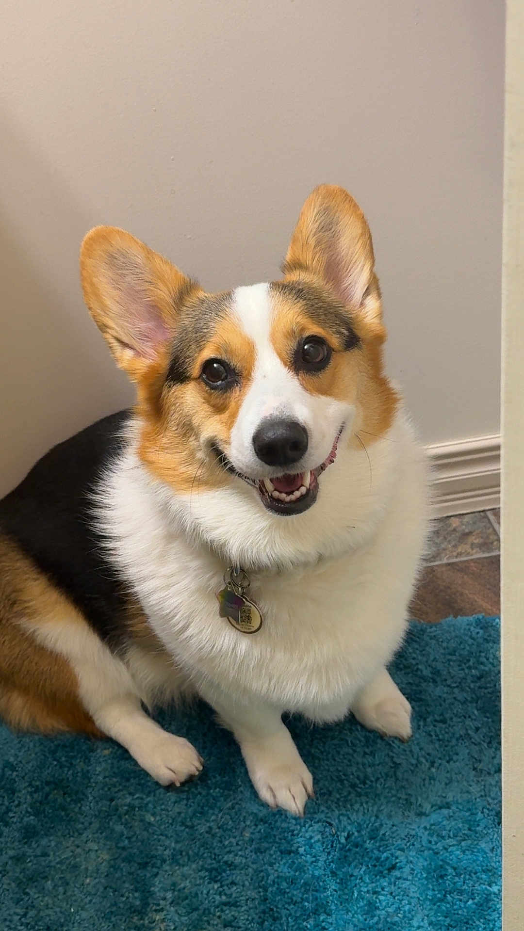 Lasyk joined the competition — help win amazing prizes! dog, corgi, pet, smiling, indoor, fur, ears, collar, tag, blue_rug, floor, wall, happy, animal, cute, sitting, portrait, canine, friendly, domestic