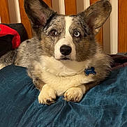 Oakley joined the competition — help win amazing prizes! dog, corgi, heterochromia, blue_eye, brown_eye, pet, animal, canine, fur, ears, lying_down, indoor, bed, cushion, collar, tag, wooden_headboard, comfort, alert, cute