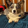 dog, corgi, heterochromia, blue_eye, brown_eye, pet, animal, canine, fur, ears, lying_down, indoor, bed, cushion, collar, tag, wooden_headboard, comfort, alert, cute