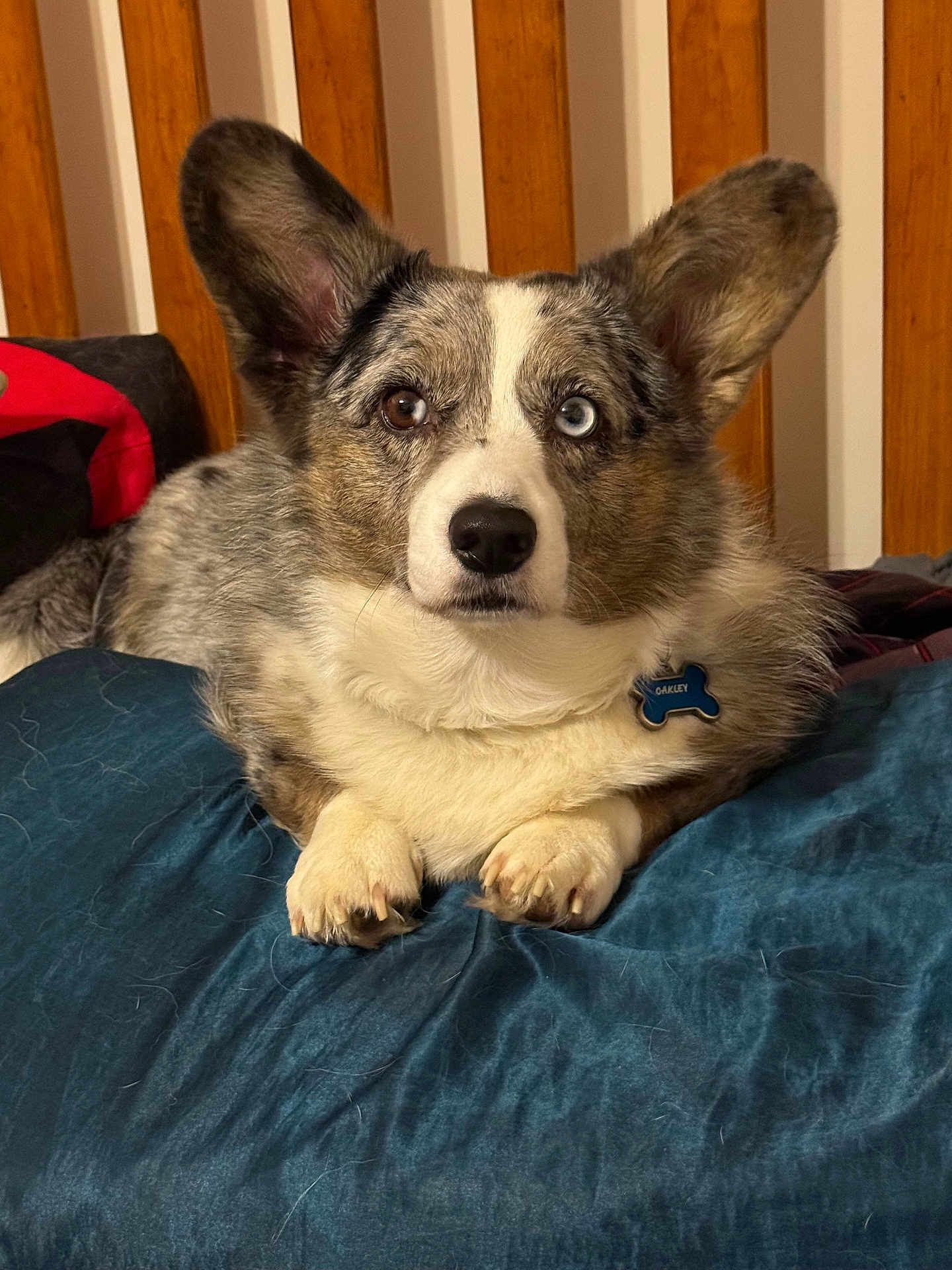 Oakley