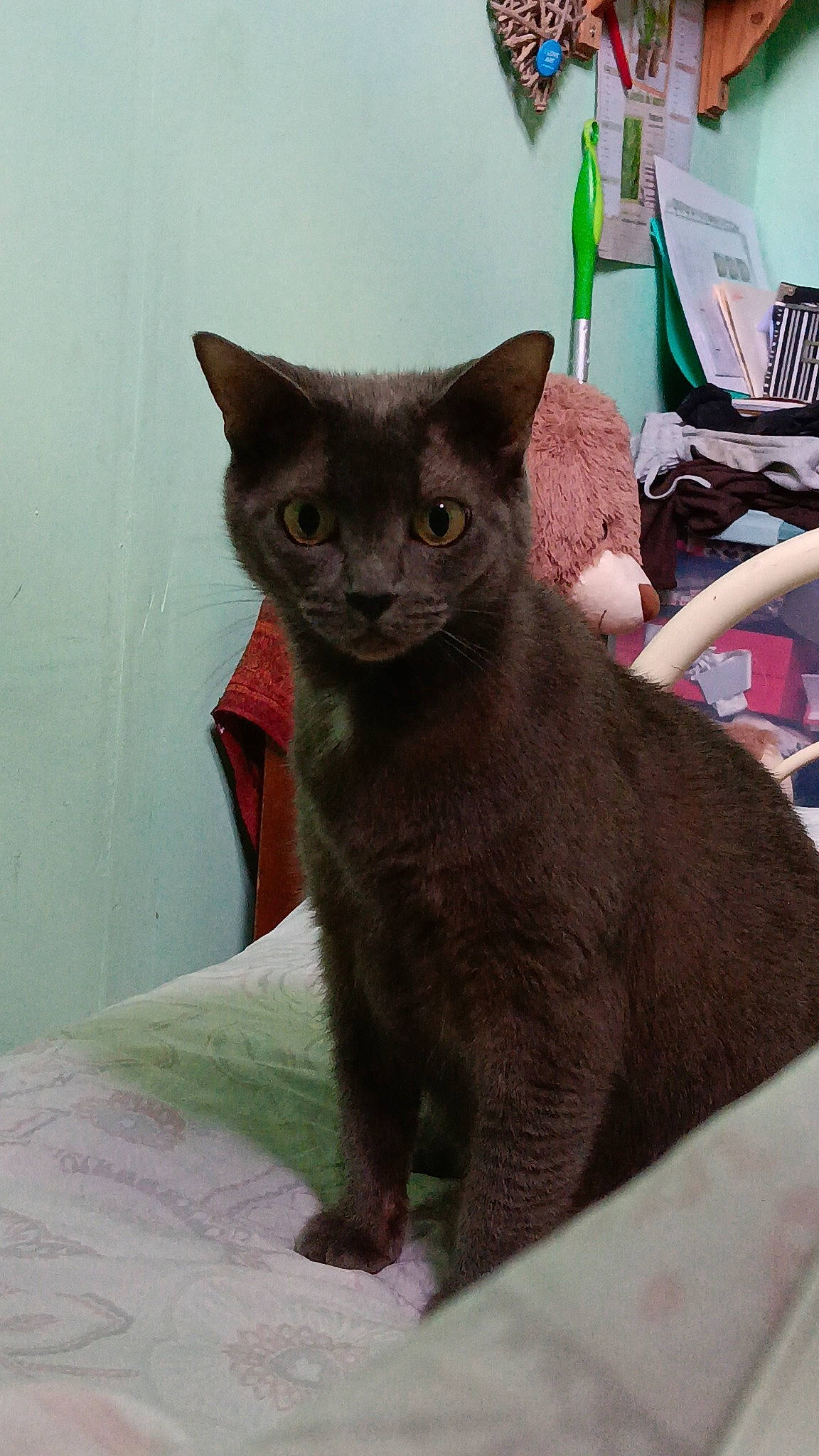 Minette a rejoint le concours — aidez-le/la à gagner de superbes lots ! carnivore, cat, cat_supply, claw, comfort, domestic_short_haired_cat, felidae, fur, grey, havana_brown, laptop, russian_blue, small_to_medium_sized_cats, tail, terrestrial_animal, whiskers