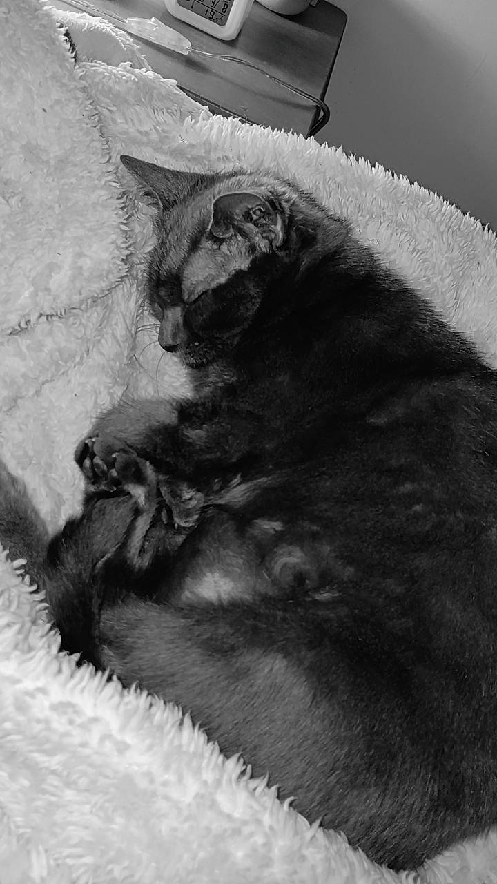 Minette a rejoint le concours — aidez-le/la à gagner de superbes lots ! canidae, carnivore, cat, claw, comfort, dog_breed, felidae, fur, grey, monochrome, monochrome_photography, paw, small_to_medium_sized_cats, snout, style, tail, terrestrial_animal, whiskers, white, wildlife