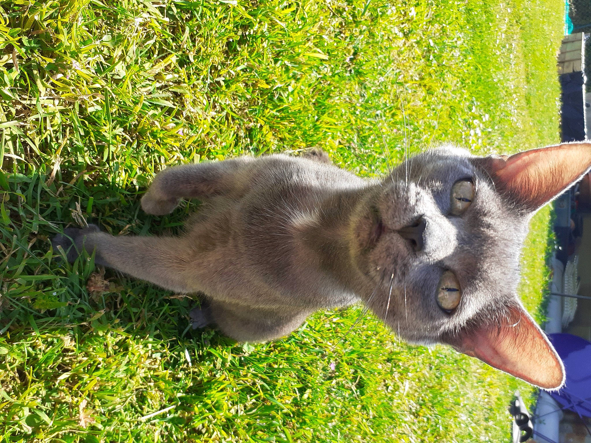 Minette a rejoint le concours — aidez-le/la à gagner de superbes lots ! canidae, carnivore, cat, dog_breed, domestic_short_haired_cat, fawn, felidae, fur, grass, groundcover, marsupial, plant, russian_blue, small_to_medium_sized_cats, snout, tail, terrestrial_animal, whiskers, wildlife, window