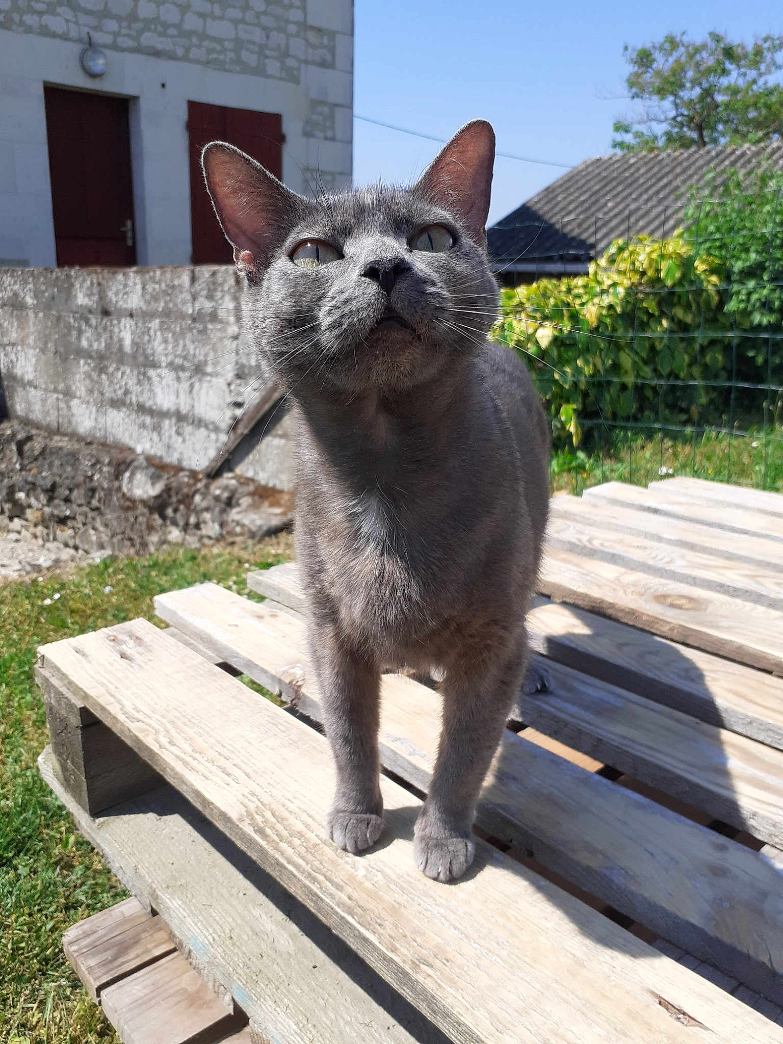 Minette