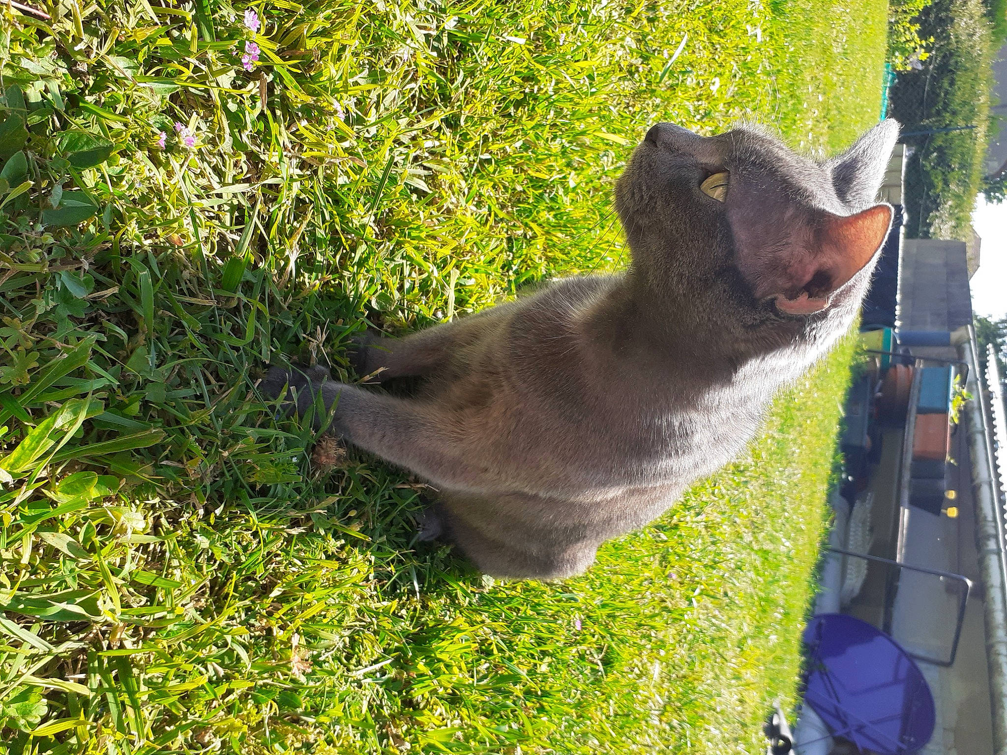 Minette a rejoint le concours — aidez-le/la à gagner de superbes lots ! canidae, carnivore, dog_breed, fawn, felidae, grass, groundcover, koala, plant, small_to_medium_sized_cats, snout, sporting_group, sunglasses, tail, terrestrial_animal, tree, trunk, whiskers, wood, working_animal