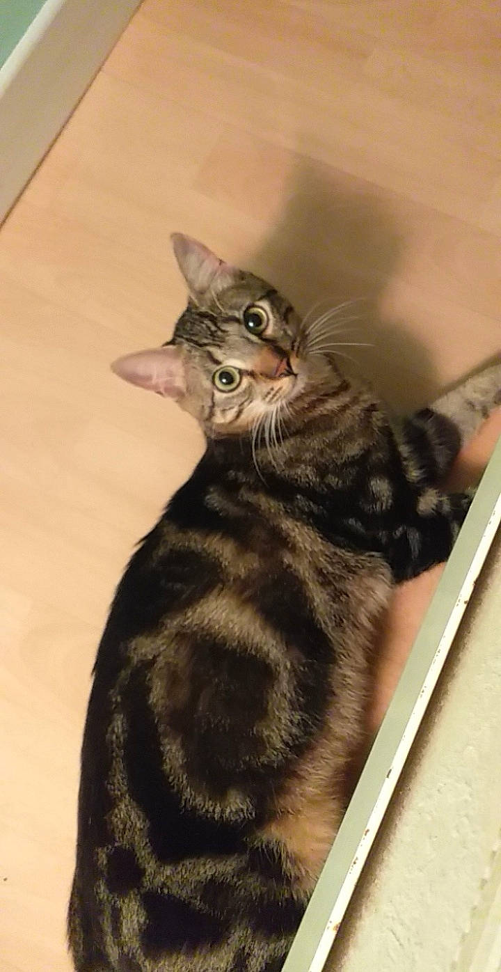 Babou a rejoint le concours — aidez-le/la à gagner de superbes lots ! black_cat, carnivore, cat, claw, domestic_short_haired_cat, ear, felidae, fur, paw, small_to_medium_sized_cats, snout, tail, whiskers