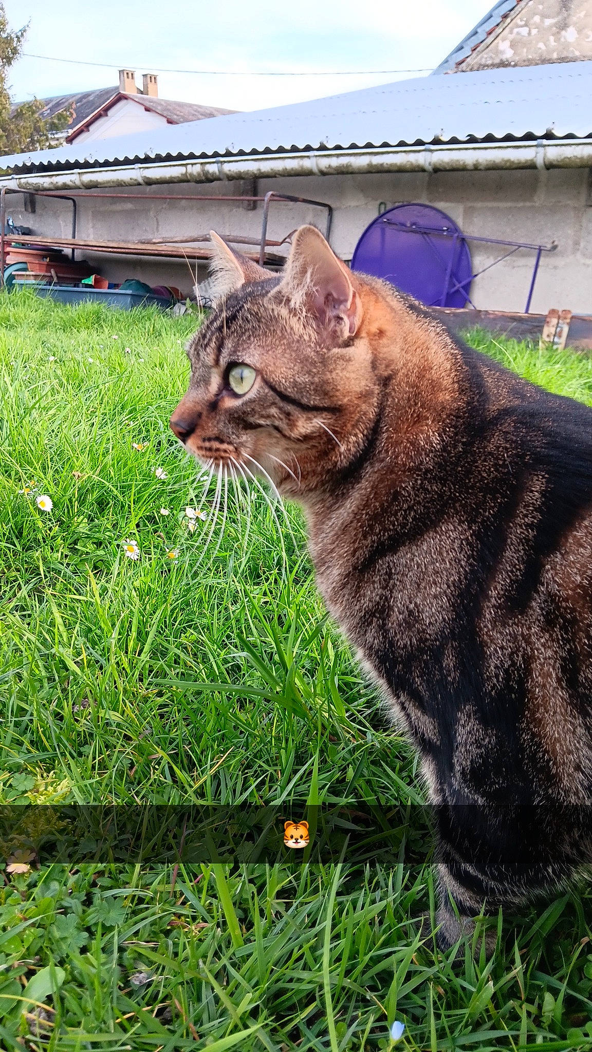 Babou participe au concours pour gagner de l'argent avec cette photo : carnivore, cat, domestic_short_haired_cat, fawn, felidae, fur, garden, grass, grassland, groundcover, herbaceous_plant, lawn, plant, sky, small_to_medium_sized_cats, snout, tail, terrestrial_animal, whiskers, wildlife