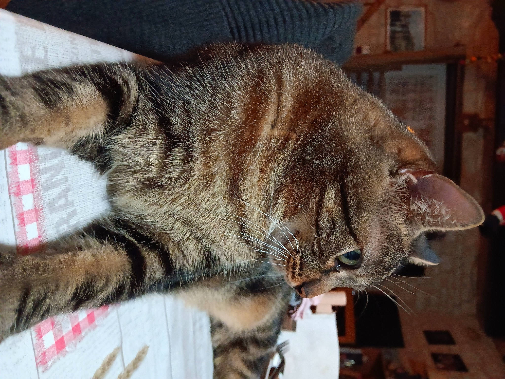 Babou participe au concours pour gagner de l'argent avec cette photo : art, carnivore, cat, claw, domestic_short_haired_cat, eye, felidae, fur, nap, paw, small_to_medium_sized_cats, snout, tail, terrestrial_animal, tree, whiskers, window