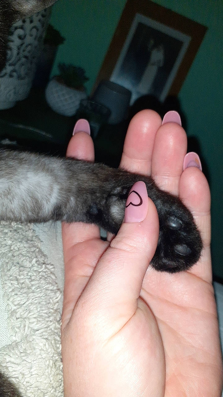 Ona a rejoint le concours — aidez-le/la à gagner de superbes lots ! claw, comfort, domestic_short_haired_cat, felidae, finger, foot, fur, gesture, hand, nail, paw, rodent, skin, snout, tail, terrestrial_animal, thumb, toe, whiskers, wrist