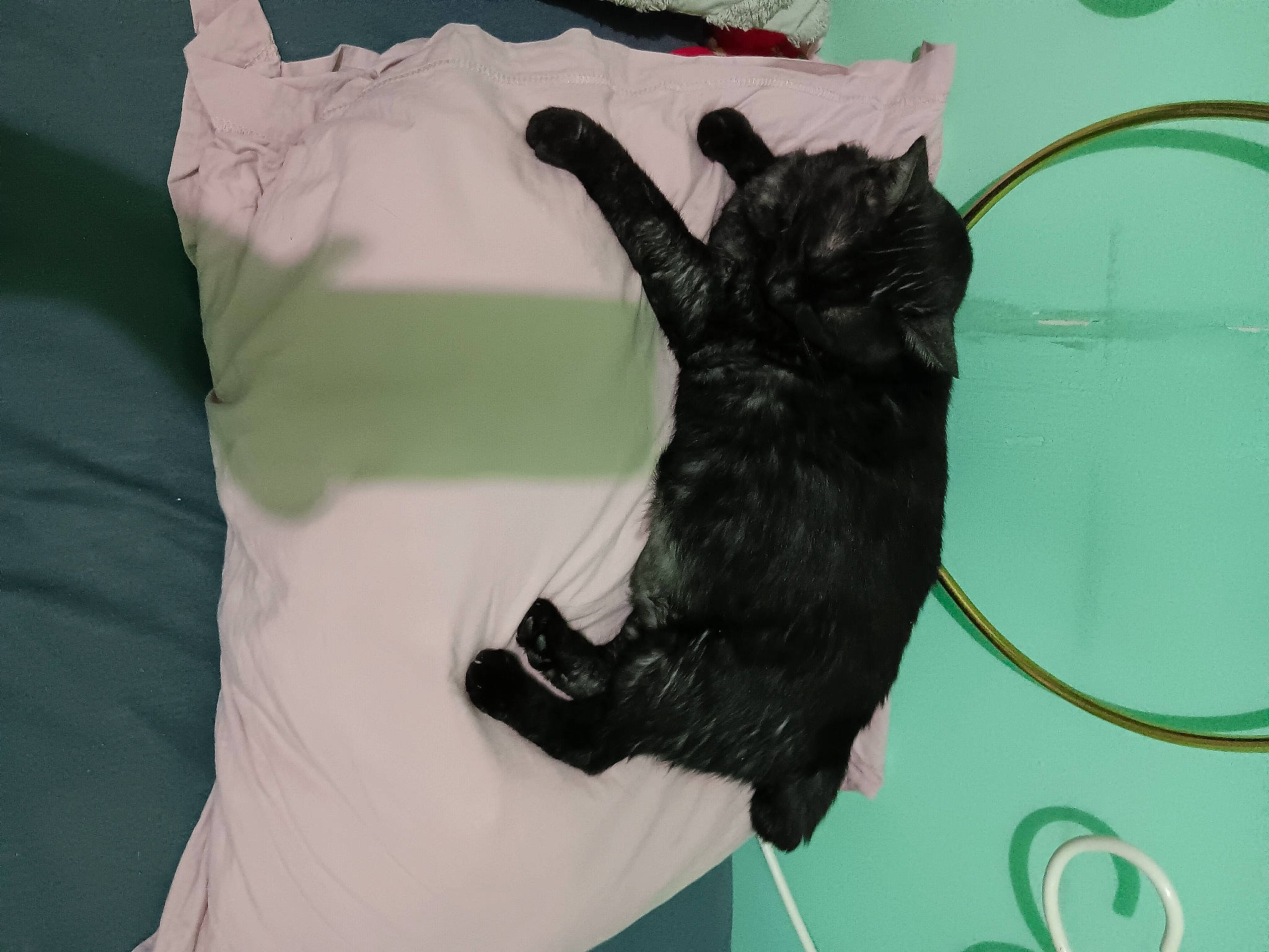 Ona a rejoint le concours — aidez-le/la à gagner de superbes lots ! black_cat, canidae, carnivore, cat, claw, comfort, dog_breed, domestic_short_haired_cat, felidae, foot, fur, gesture, linens, room, sleeve, small_to_medium_sized_cats, sporting_group, tail, terrestrial_animal, whiskers