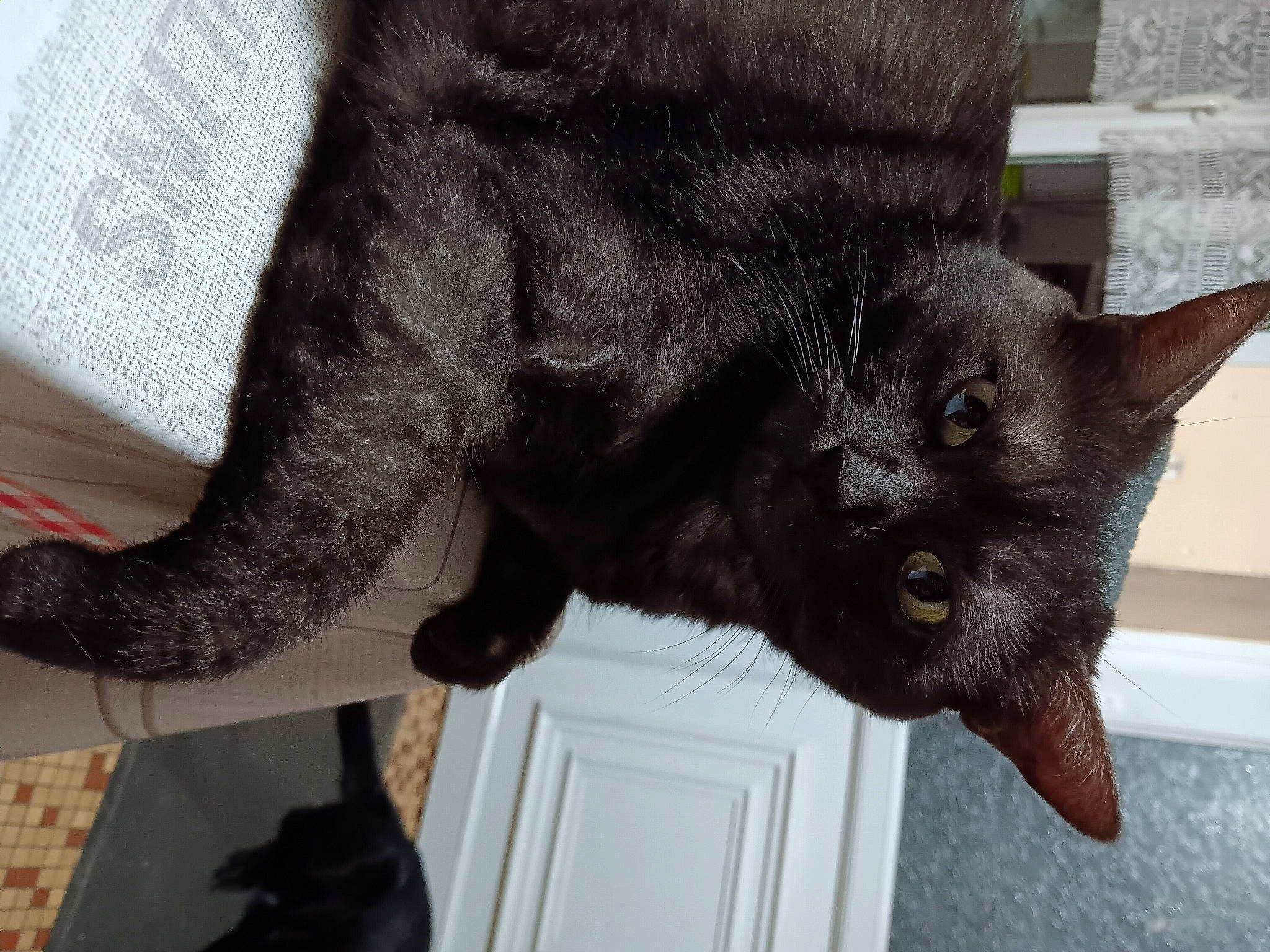 Ona participe au concours pour gagner de l'argent avec cette photo : black_cat, bombay, carnivore, cat, claw, dog_breed, domestic_short_haired_cat, felidae, flooring, fur, gesture, grey, small_to_medium_sized_cats, snout, tail, terrestrial_animal, whiskers