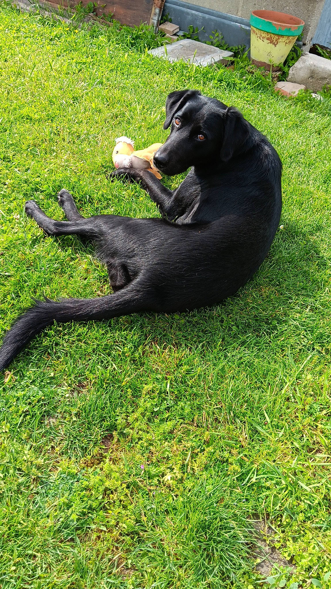Bella a rejoint le concours — aidez-le/la à gagner de superbes lots ! canidae, companion_dog, dog_breed, fur, grass, grassland, groundcover, pasture, plant, shadow, sporting_group, tail, terrestrial_animal, wildlife, working_animal