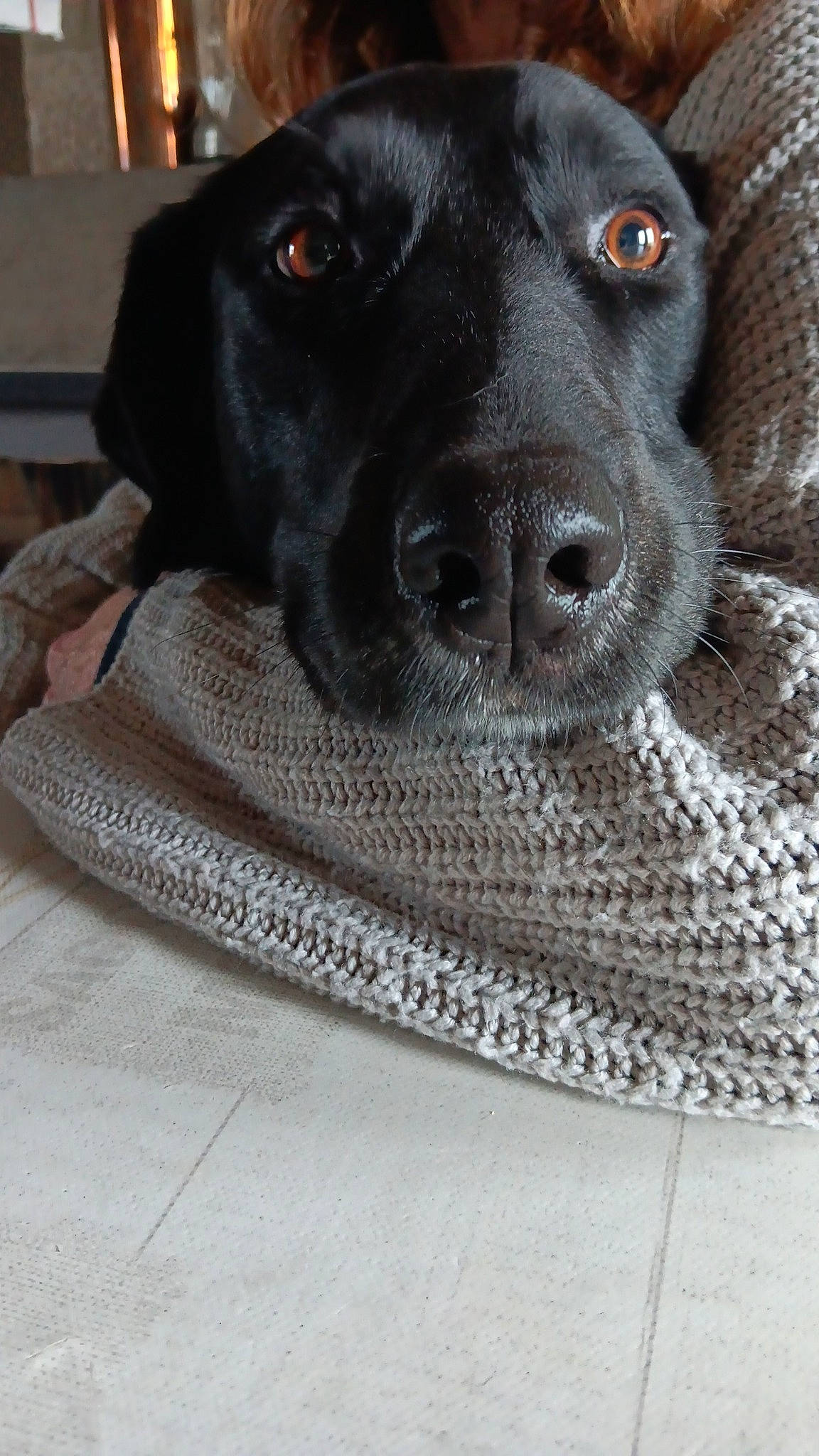 Bella a rejoint le concours — aidez-le/la à gagner de superbes lots ! borador, canidae, carnivore, collar, comfort, companion_dog, dog, dog_breed, dog_collar, flooring, fur, grey, liver, pet_supply, puppy, snout, sporting_group, terrestrial_animal, whiskers, working_animal